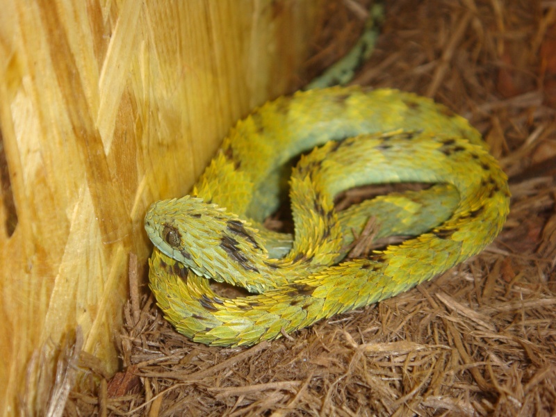 Atheris hispida - Vipère des buissons velue - Vipère velue - Vipère