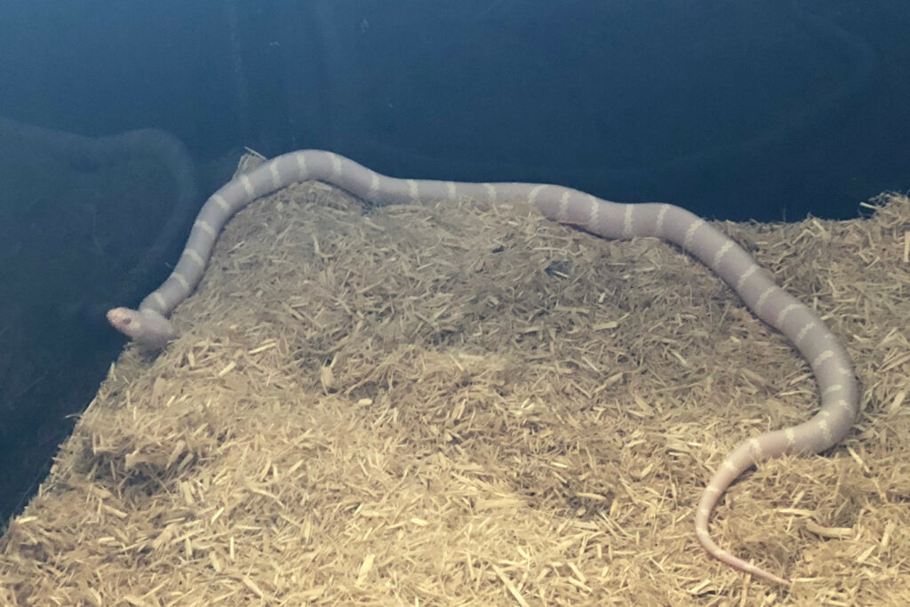 La Lampropeltis californiae albinos het stripe, Charlotte 1ère du nom de 2020