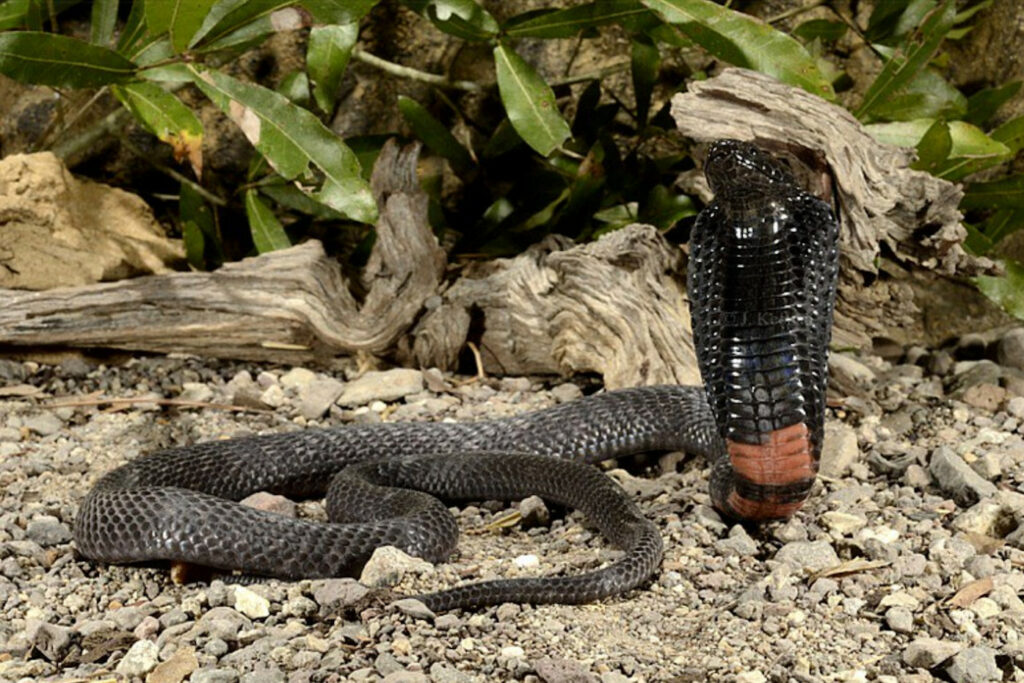Naja nigricollis Cobra cracheur à cou noir
