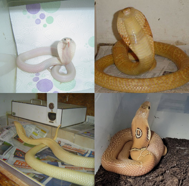 Naja kaouthia. Leucistique en haut à gauche. Orange pastel en haut à droite. Albinos (sans Suphan) en bas à gauche. Et Albinos T+ en bas à droite.