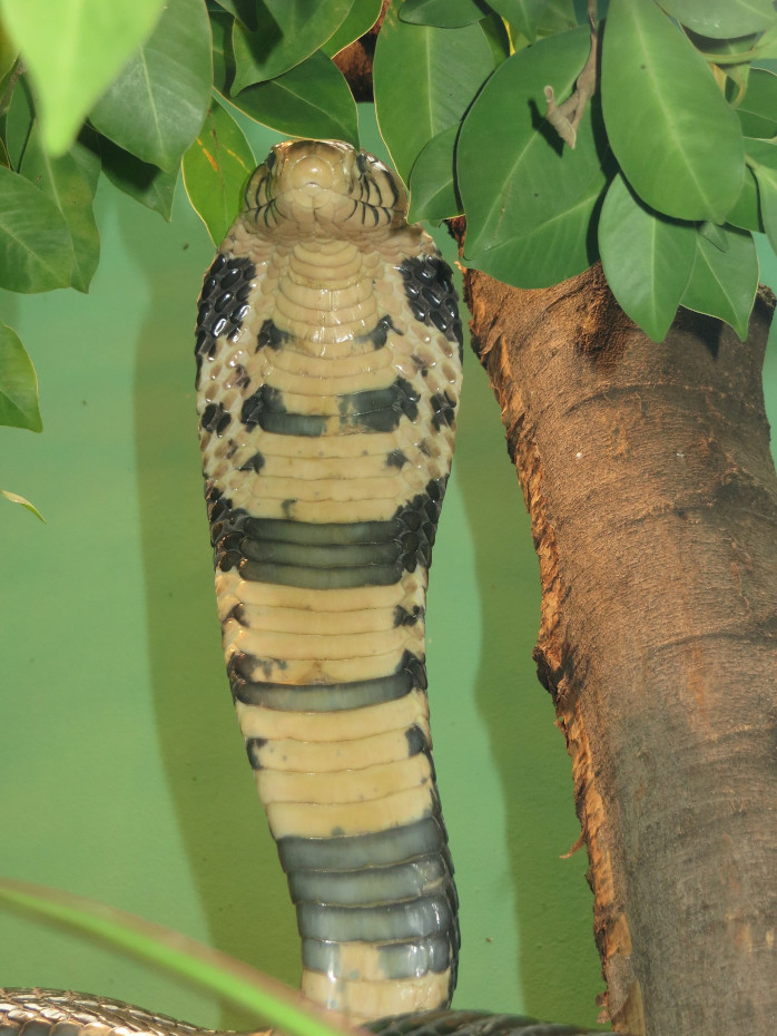 Naja savannula Cobra annelé de l'Afrique de l'Ouest