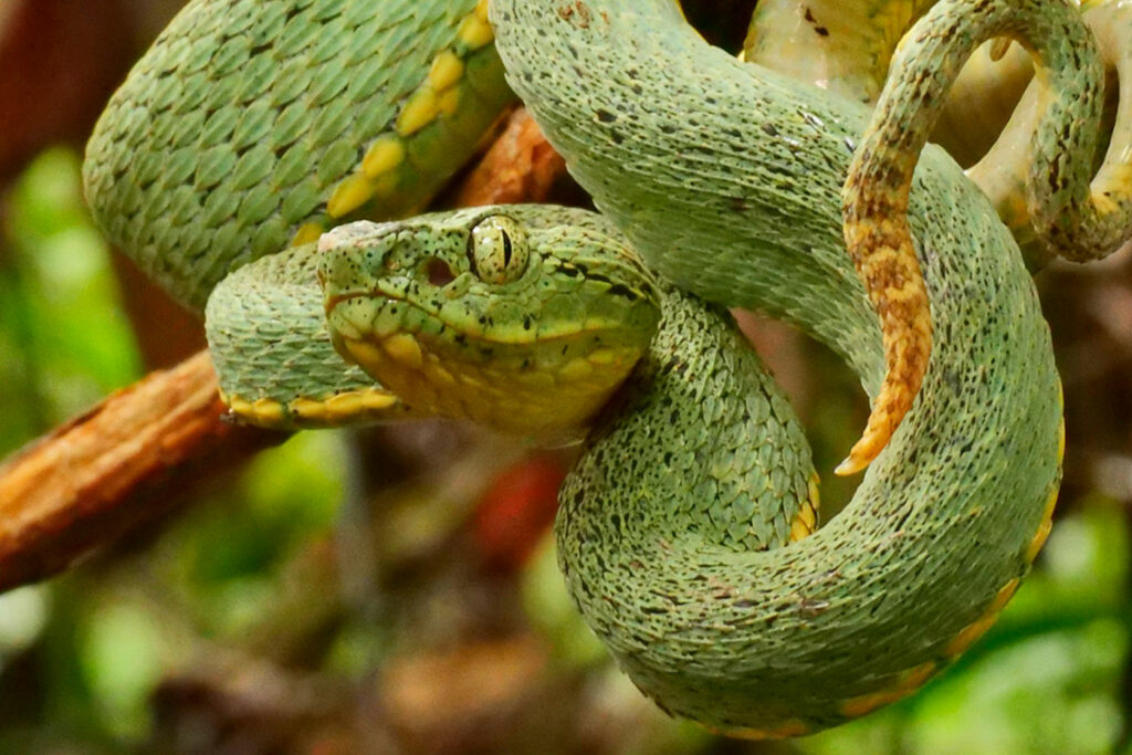 Le serpent trigonocéphale rôde autour des habitations
