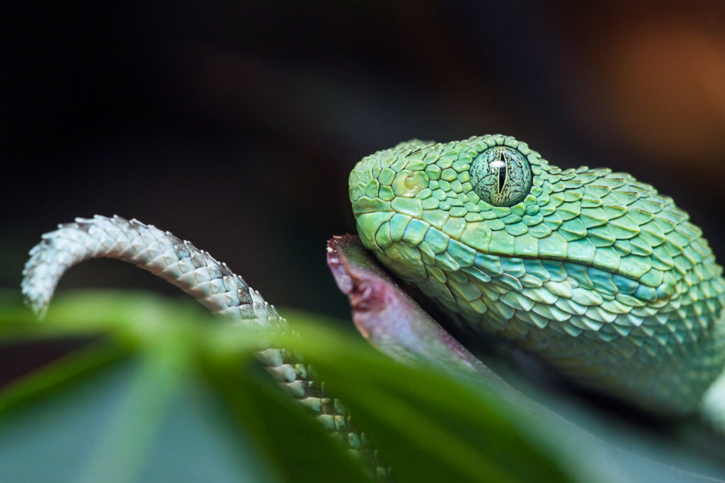 File:Atheris chloroechis vipere des buissons 31.jpg - Wikipedia