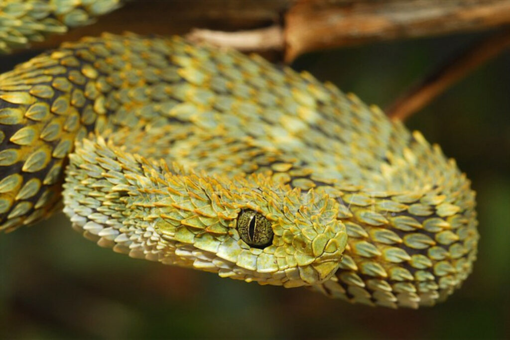 Atheris chlorechis, Green Bush Viper www.matthieu-berroneau…