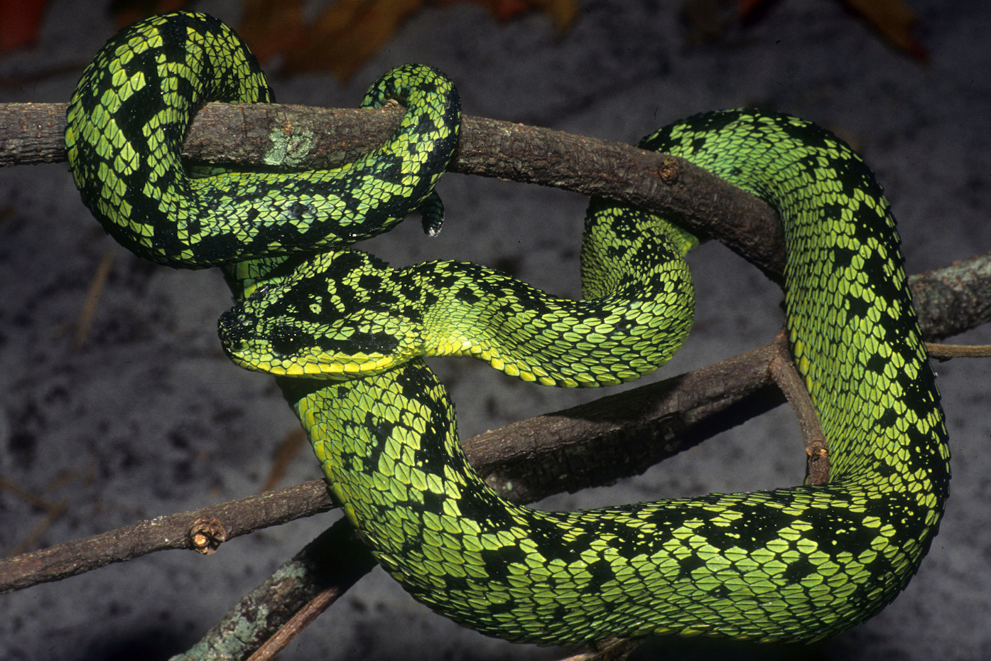 Atheris nitschei Vipère des buissons des Grands Lacs Vipère des
