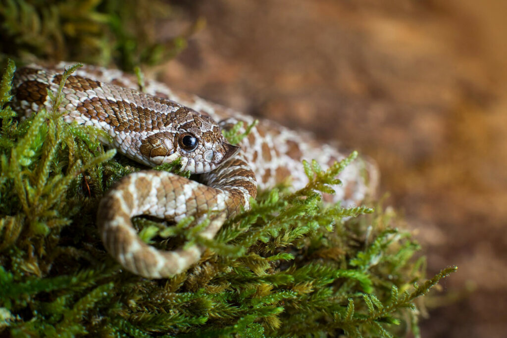 Heterodon nasicus