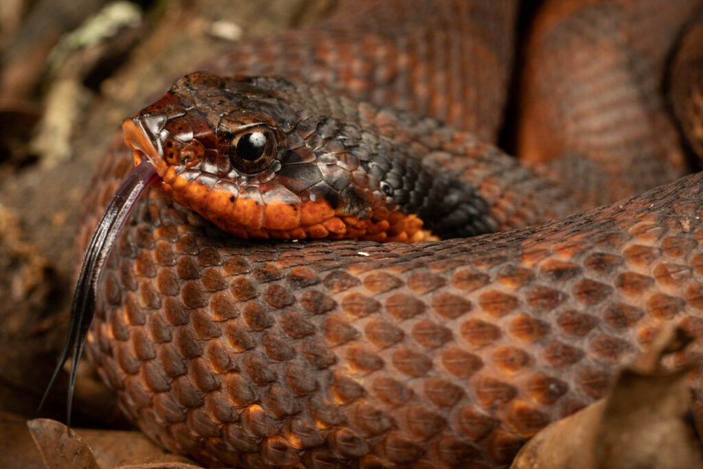 Heterodon platirhinos