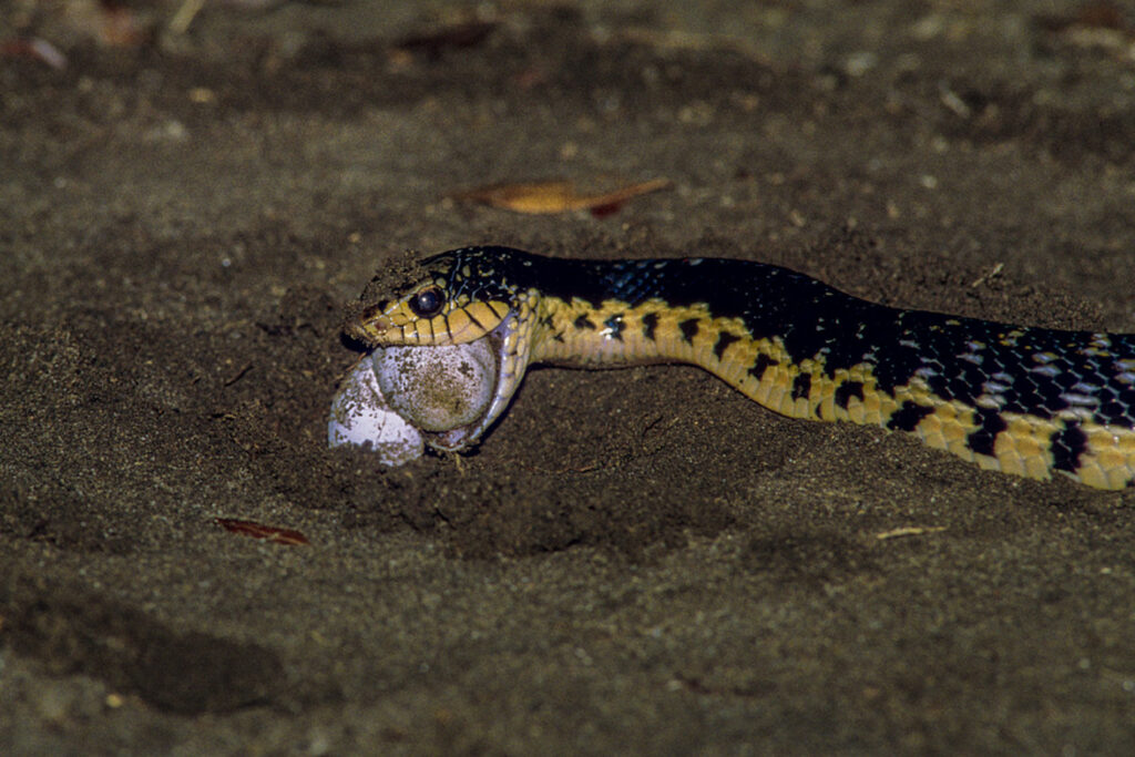 Leioheterodon modestus qui mange des oeufs