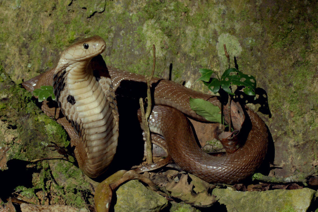 Atheris chlorechis (Vipère des buissons occidentales) Naja kaouthia animal serpent cobra asiatique