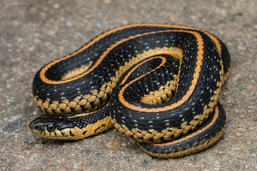 Thamnophis atratus