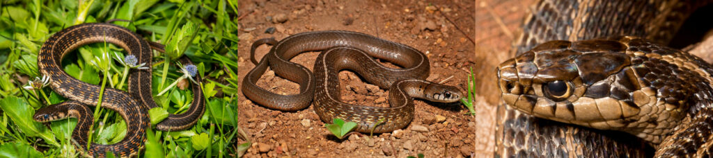 Thamnophis bogerti, Thamnophis conanti et Thamnophis lineri