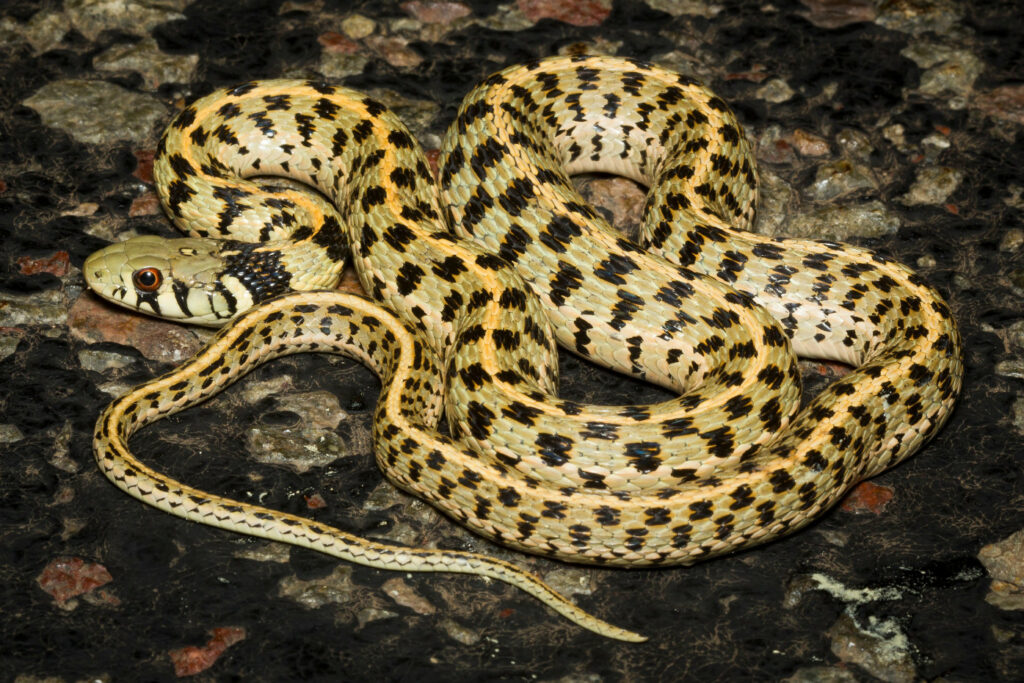 Thamnophis marcianus marcianus (Serpent-jarretière à damier)