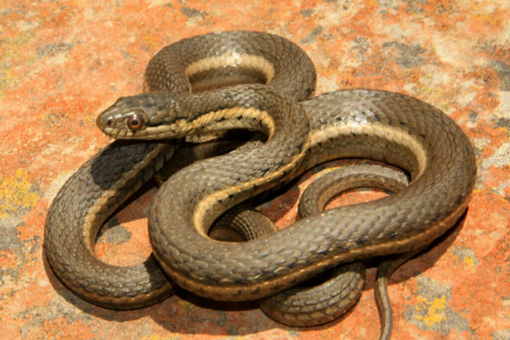 Thamnophis melanogaster