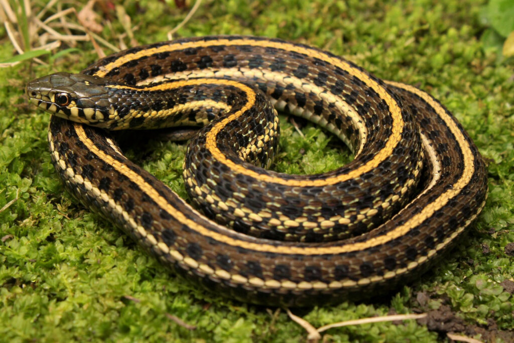 Thamnophis radix