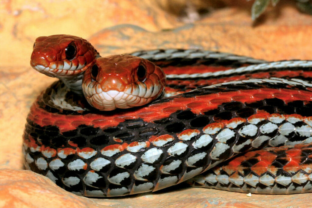 Thamnophis sirtalis tetrataenia (Serpent-jarretière de San Francisco)