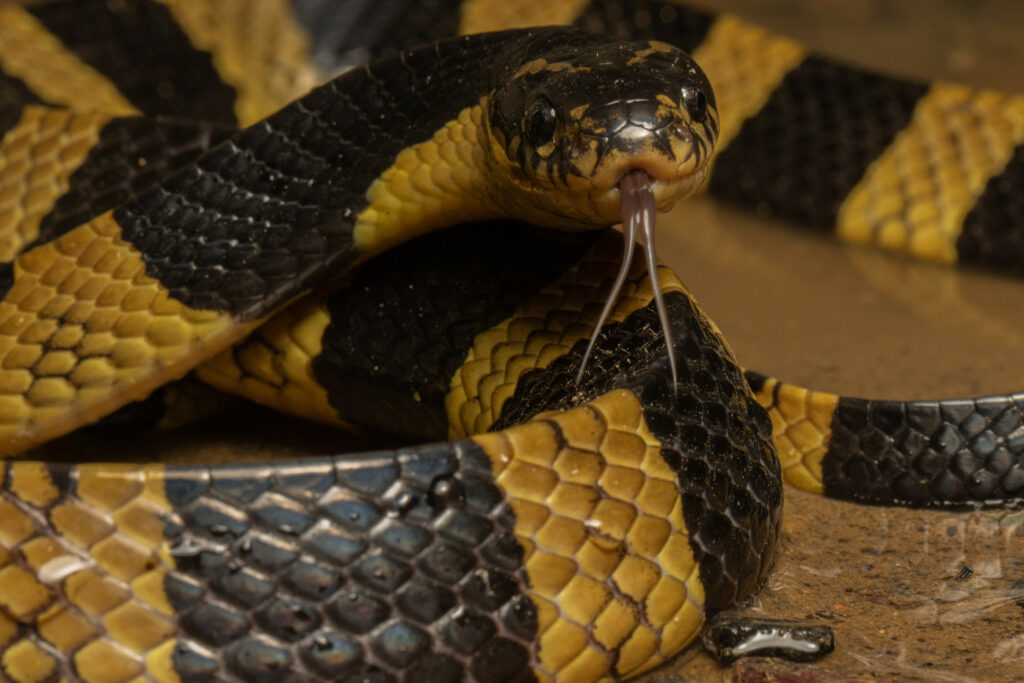 Bungarus fasciatus (Bongare fascié ou Bongare jaune et noir)