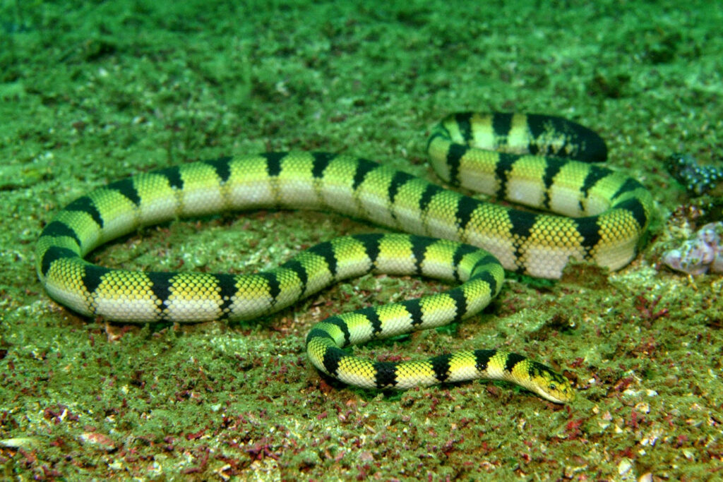 Hydrophis spiralis (Serpent marin jaune)