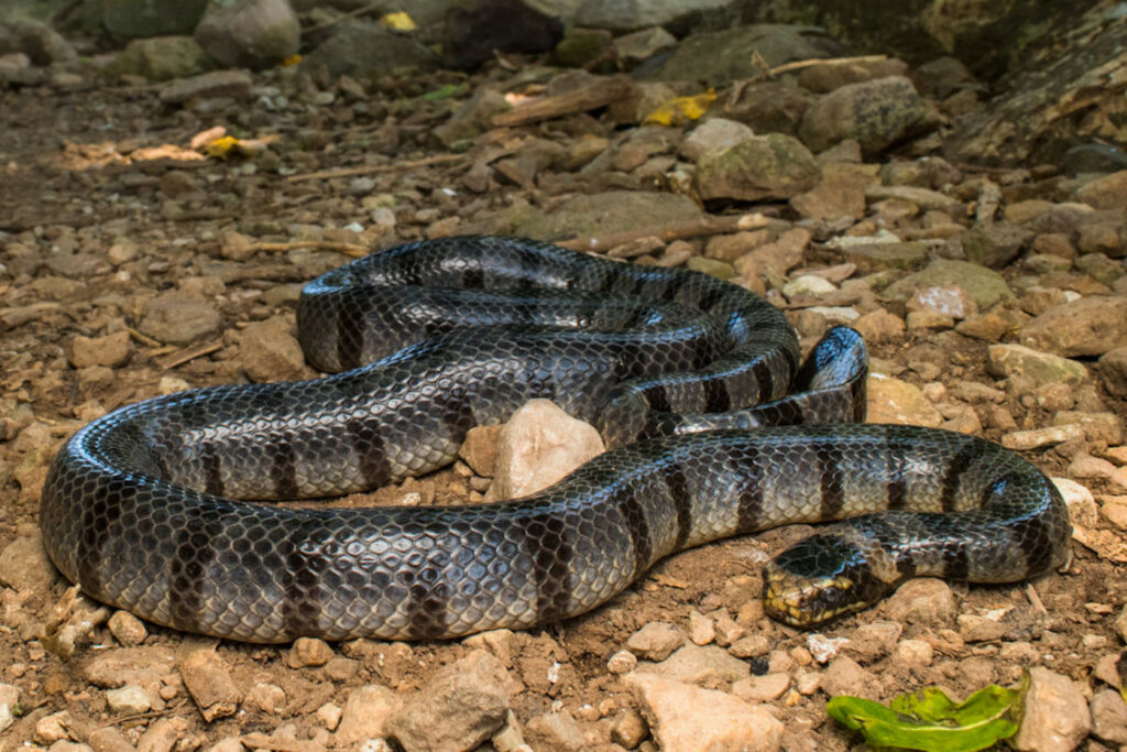 Laticauda colubrina