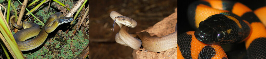 Leiopython albertisii, Liasis olivaceus barroni et Bothrochilus boa juvénile.