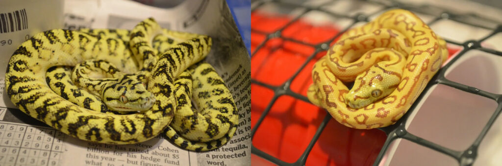 Morelia spilota mcdowelli x Morelia viridis - Carpondro à gauche et Jagpondro à droite