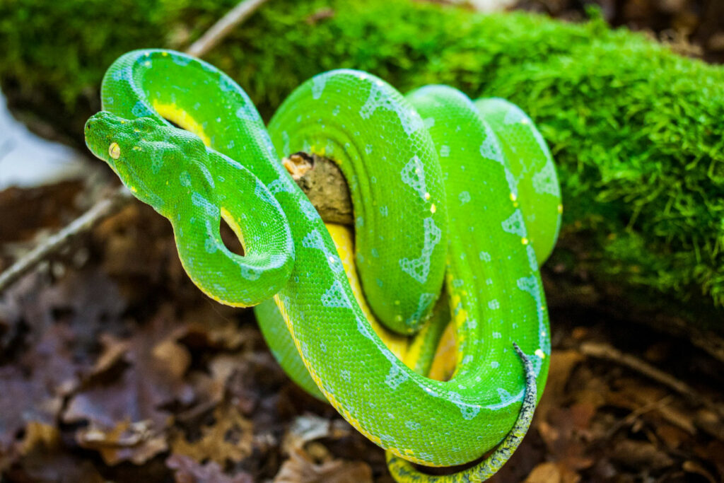 Morelia azurea pulcher