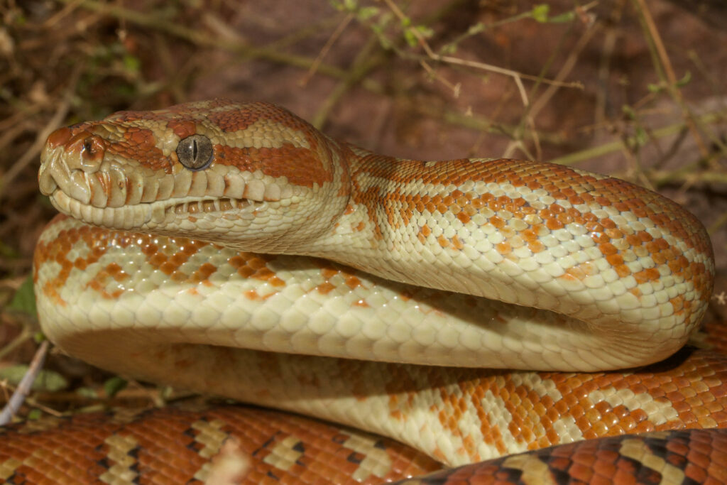 Morelia bredli