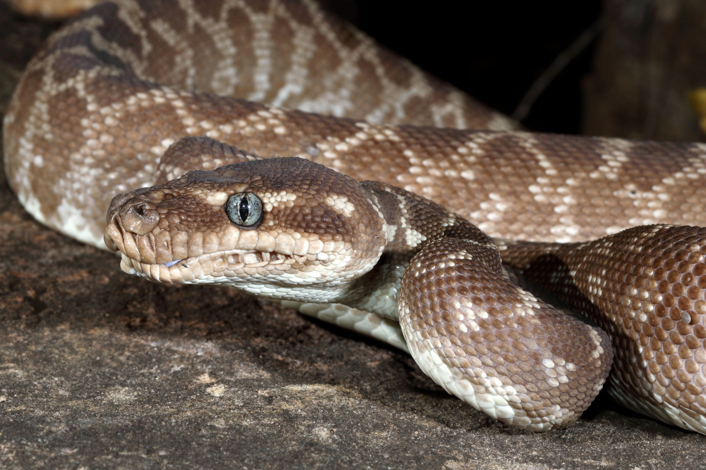 Morelia viridis azurea spilota carinata bredli imbricata Serpent Python vert du nord du sud