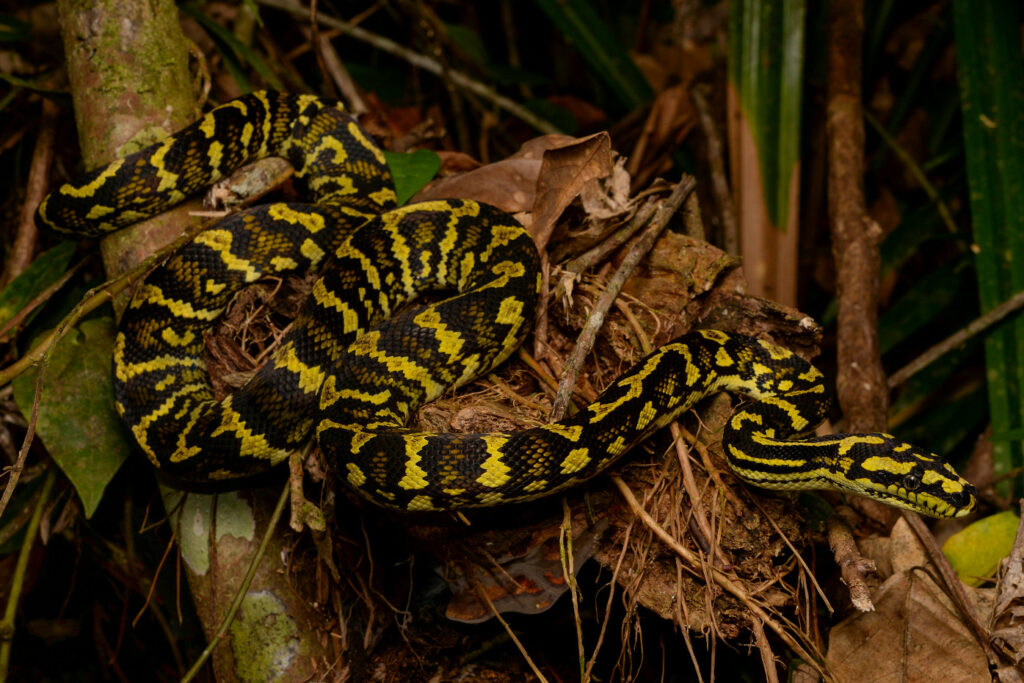 Morelia spilota cheynei