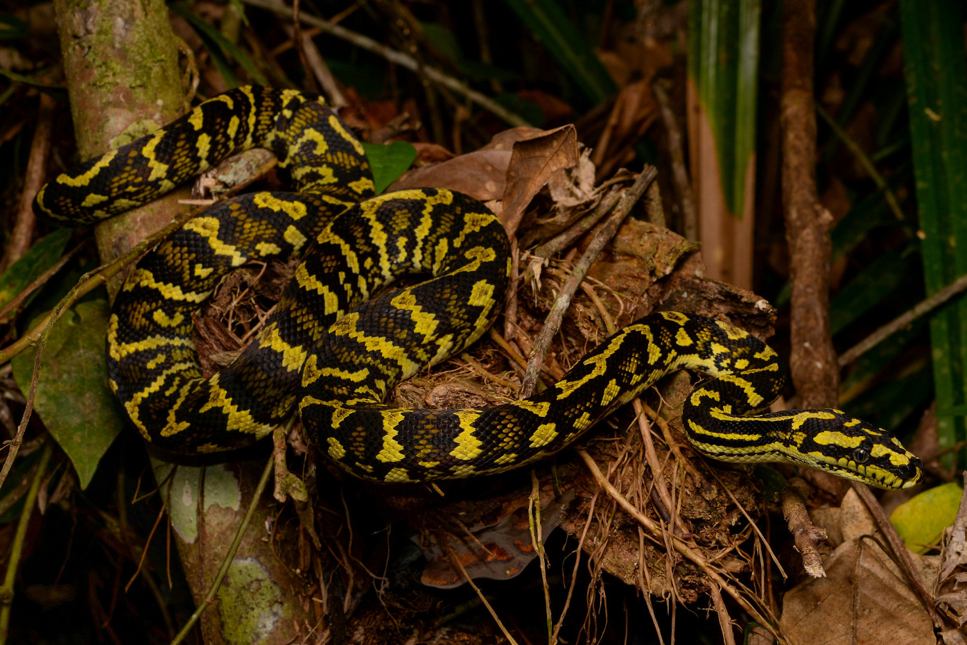 Morelia viridis azurea spilota carinata bredli imbricata Serpent Python