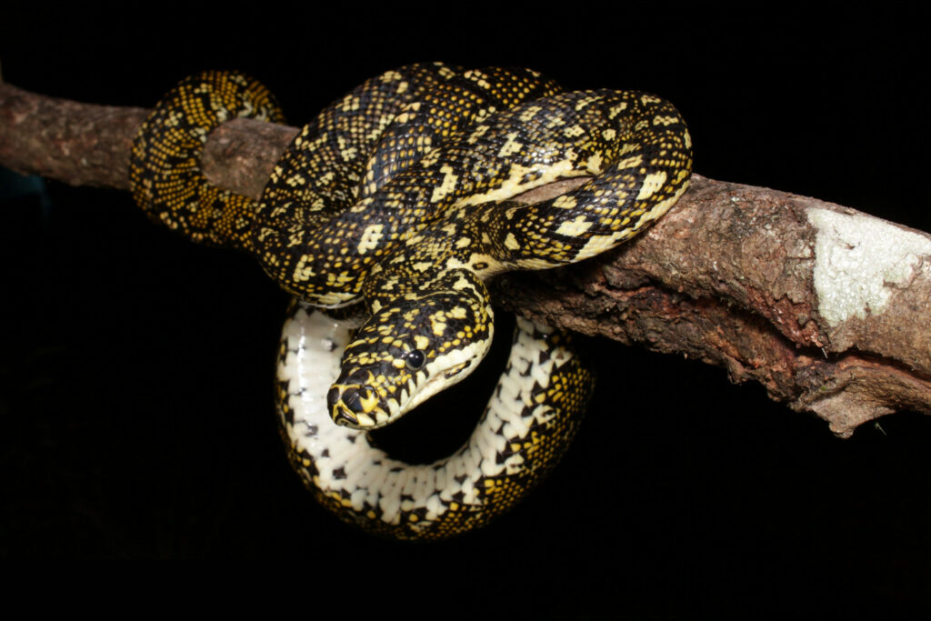 Morelia spilota spilota