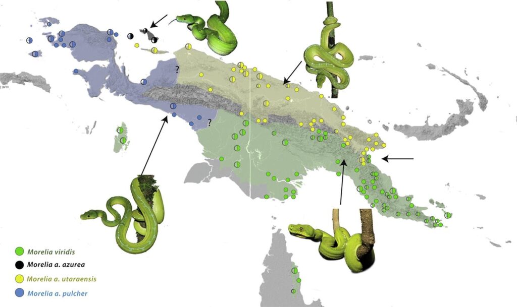 Carte des pythons verts (Morelia viridis / Morelia azurea)