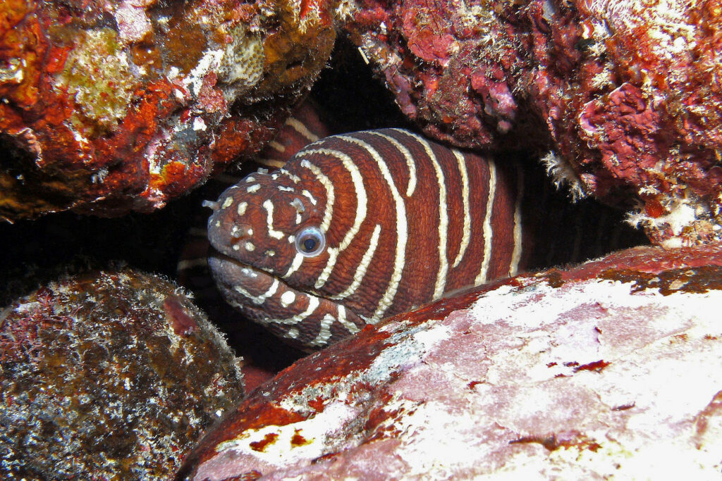 Gymnomuraena zebra (Murène zébrée)