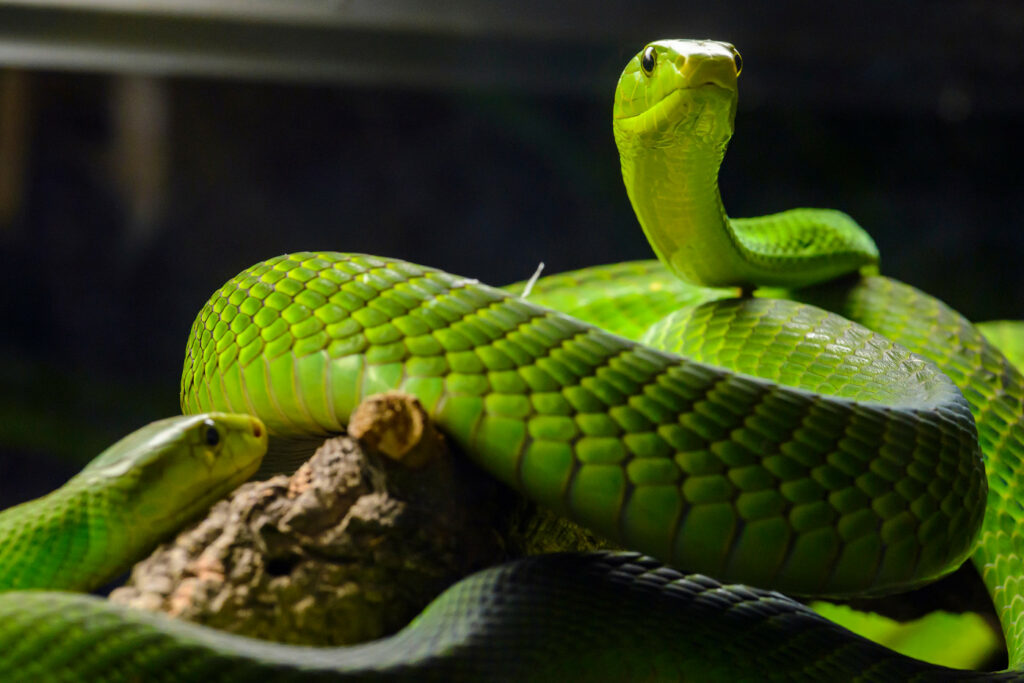 Dendroaspis angusticeps (Mamba vert de l'Est)