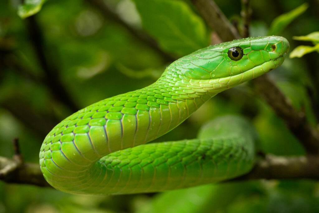 Dendroaspis angusticeps (Mamba vert de l'est)