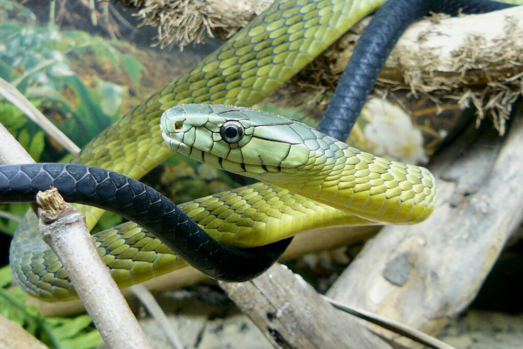 Dendroaspis jamesoni kaimosae (Mamba de Jameson à queue noire / venant de Kaimosi)