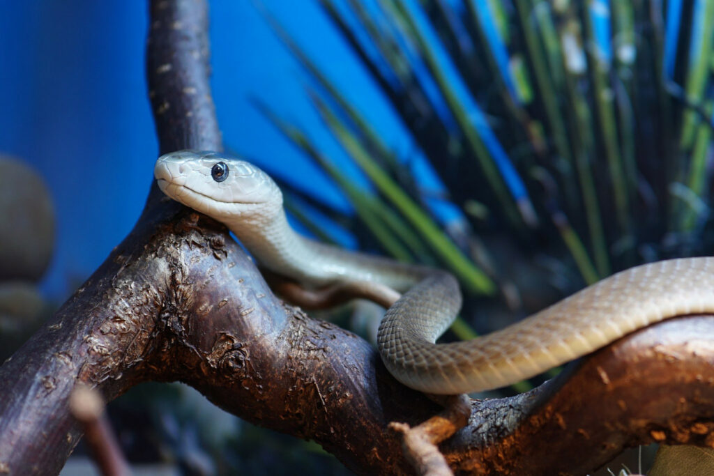 Dendroaspis polylepis (Mamba noir)