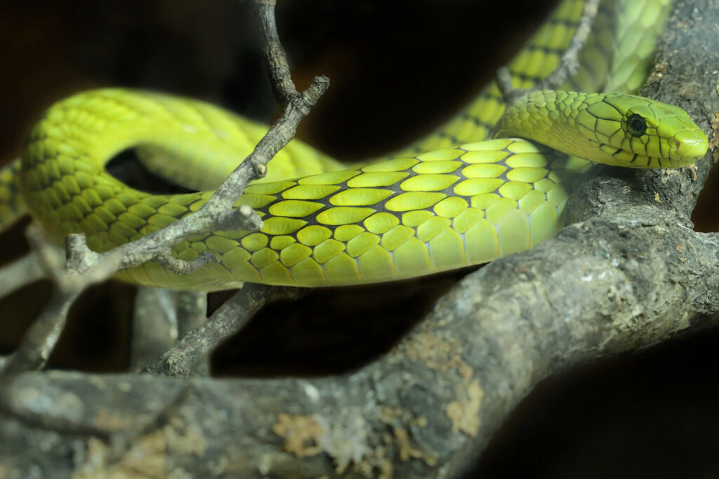 Dendroaspis viridis (Mamba vert de l'Est)