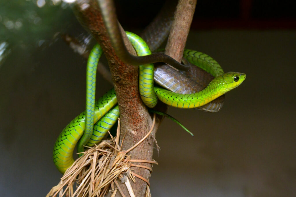 Dispholidus typus (Serpent des arbres / Boomslang)