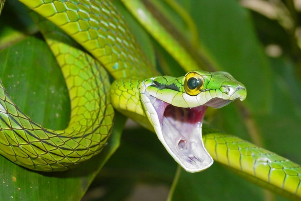 Leptophis ahaetulla (Serpent perroquet)