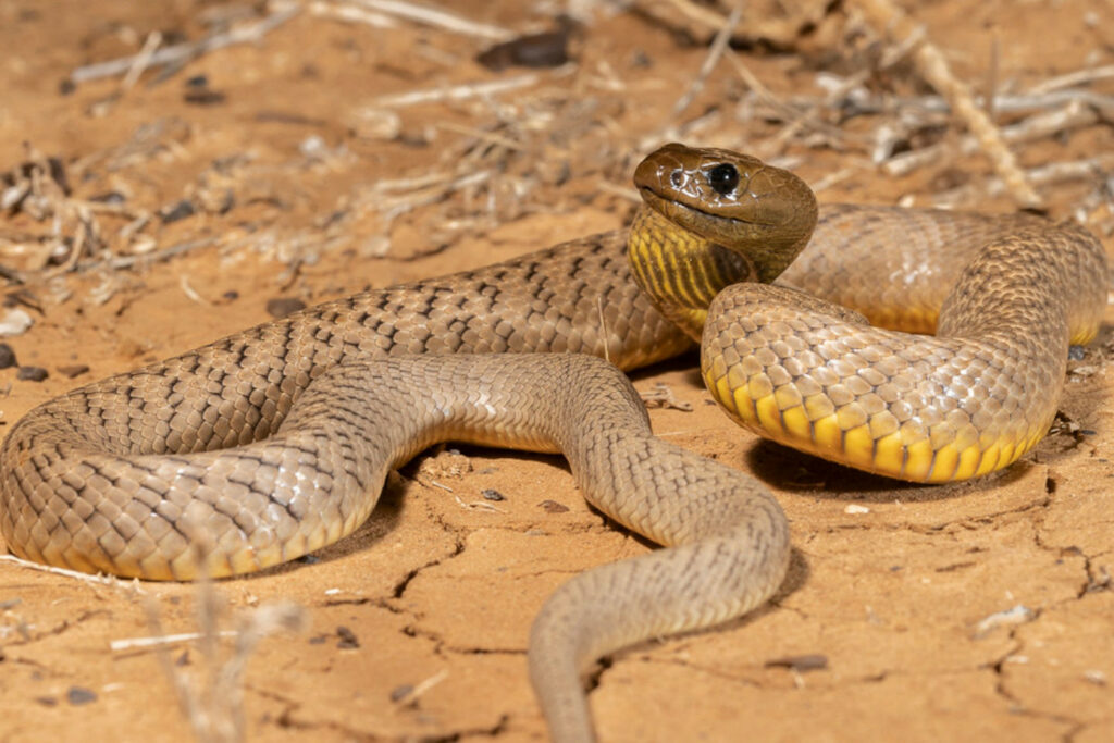 Oxyuranus microlepidotus (Taïpan du desert oriental)