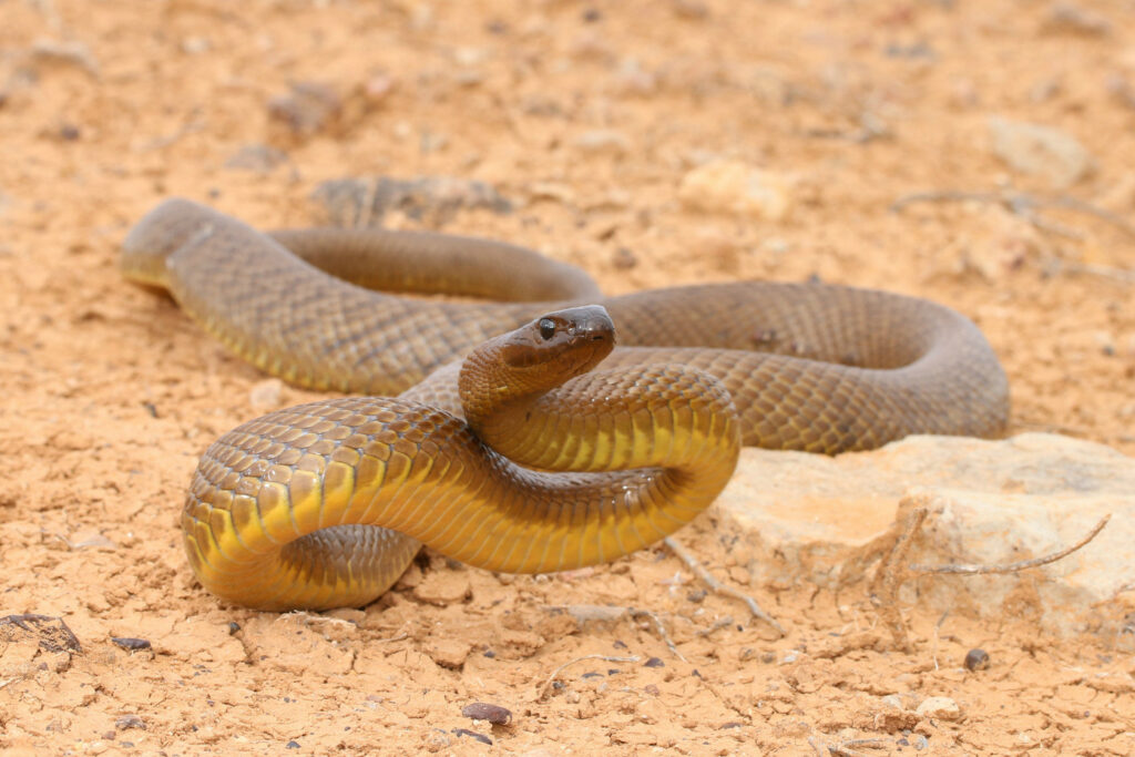 Oxyuranus microlepidotus (Taïpan du desert oriental)