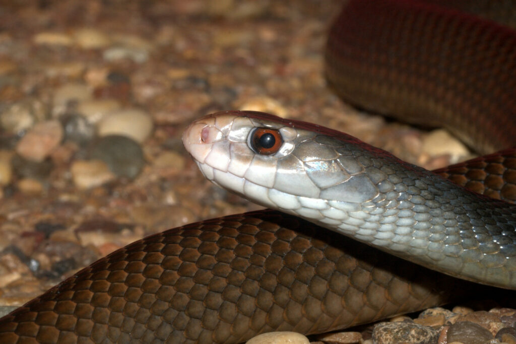 Oxyuranus scutellatus canni (Taïpan côtier de Papousie)