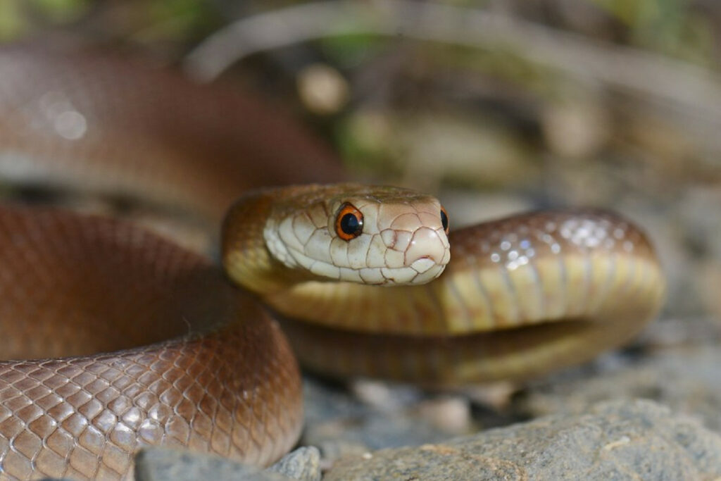 Oxyuranus scutellatus scutellatus (Taïpan côtier d'Australie)