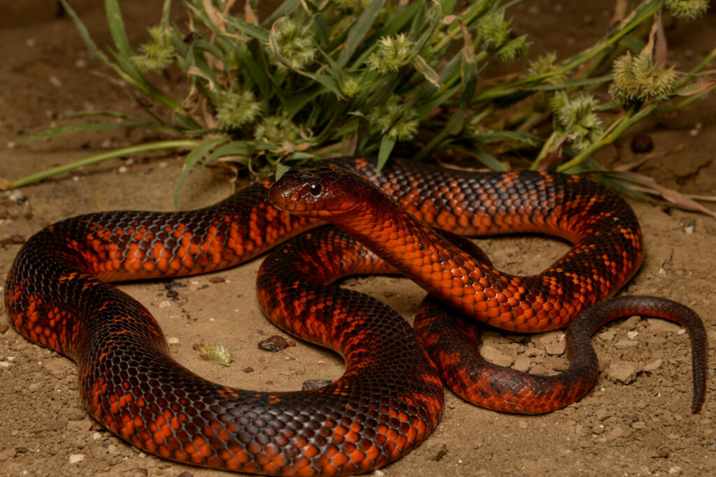Pseudechis colletti (Serpent de Collet)