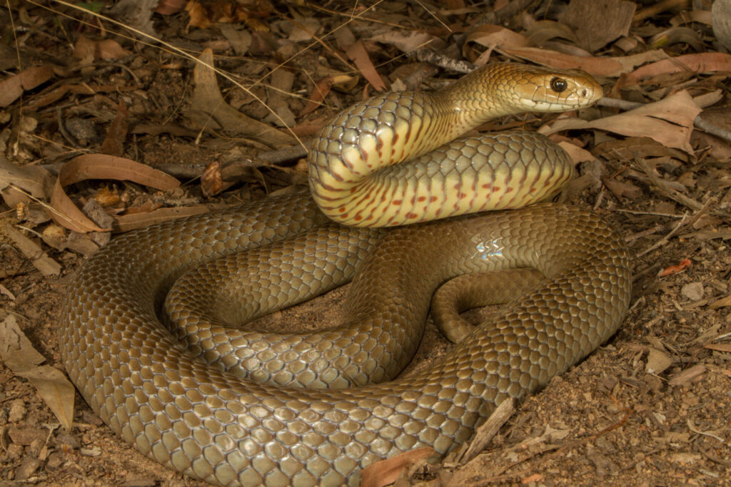 Pseudonaja textilis (Serpent brun oriental)