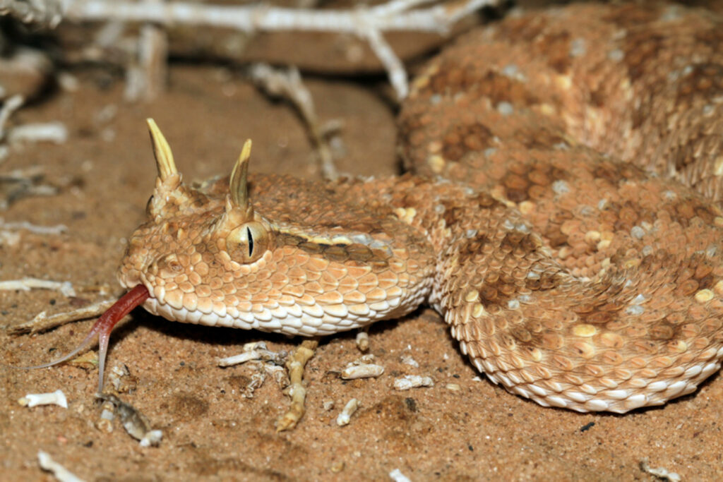 Cerastes gasperettii / Vipère à cornes d'Arabie