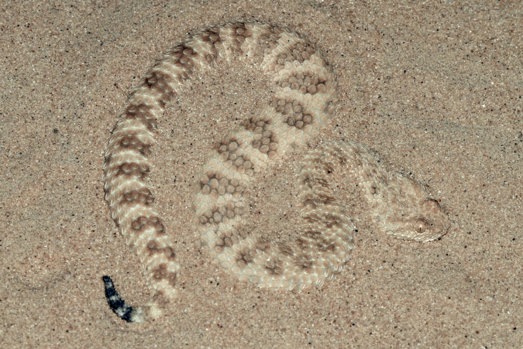 Cerastes vipera / Vipère des sables du Sahara