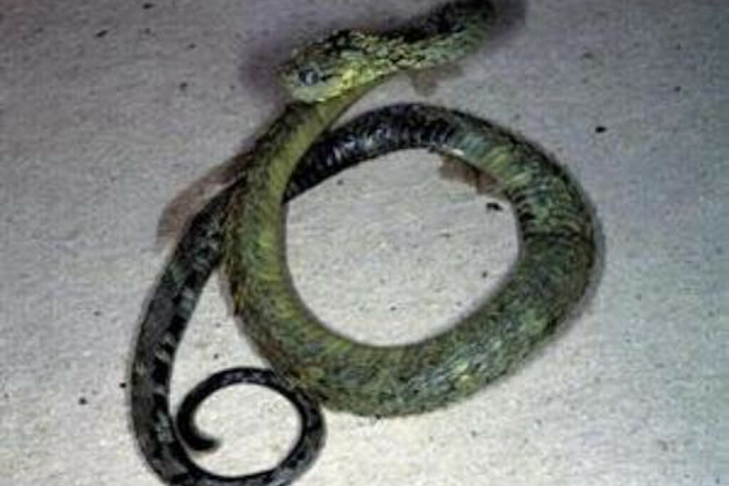 Atheris acuminata - Vipère des buissons acuminée