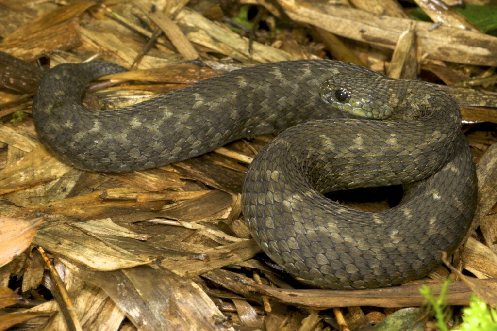 Atheris barbouri - Vipère des buissons d’Uzungwe