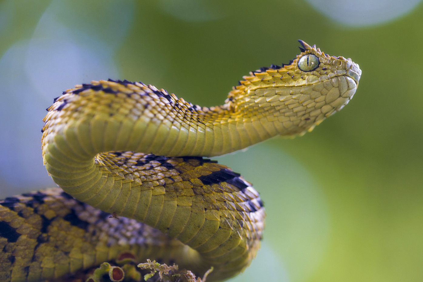 Atheris chlorechis, Green Bush Viper www.matthieu-berroneau…